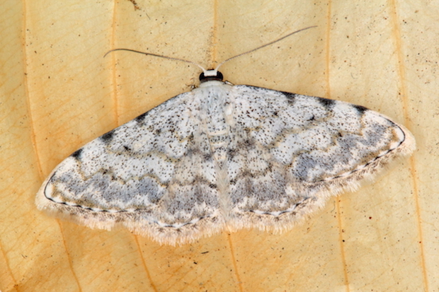 Geometridae - Scopula (Scopula) submutata